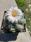 Preview: Thelocactus hexaedrophorus